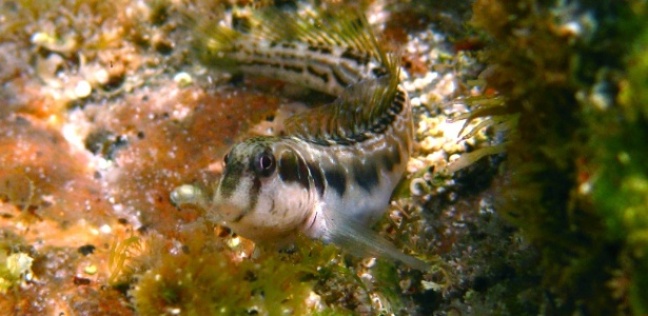 Na Oceania, peixes desenvolvem &quot;patas&quot; e podem viver fora d&#039;água