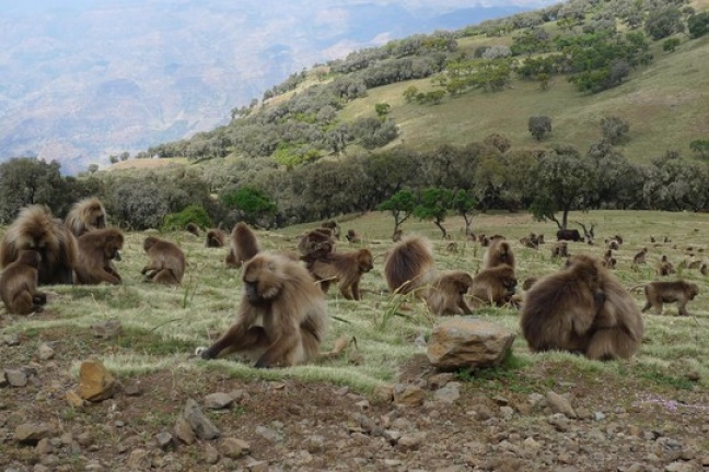 Uma aliança entre macacos e lobos lembra a forma como os humanos domesticaram cães