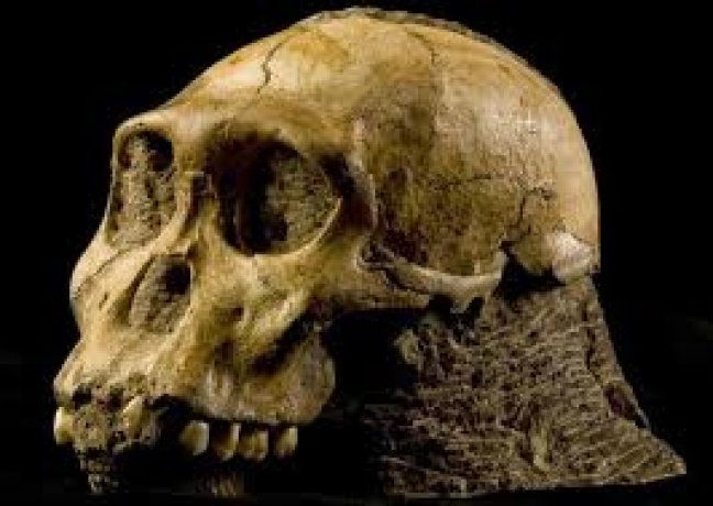 Os Achados Fósseis e a Evolução